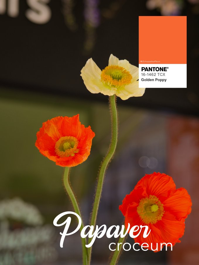 Fleurs de Mars photo 5